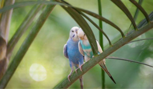 Two small budgies kissing on a tree branch