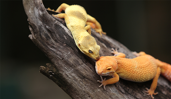 Two spotless Leoaprd geckos being friendly