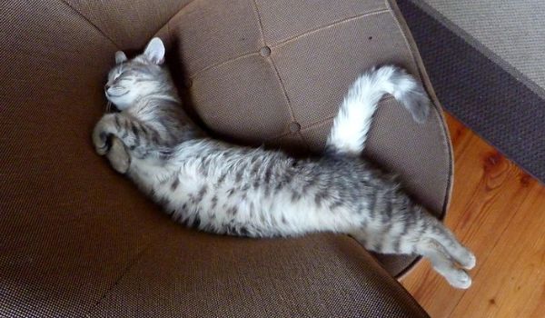 Silver-grey tabby cat sleeping on a sofa seat
