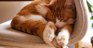 Orange Tabby Cat Sleeping on a Padded Chair