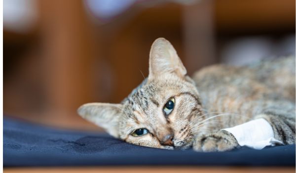 Why Do Cats Disappear When They Are About to Die? Facts & Myths!