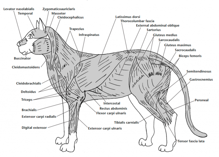 do-cats-have-control-of-their-tails-role-of-feline-tail