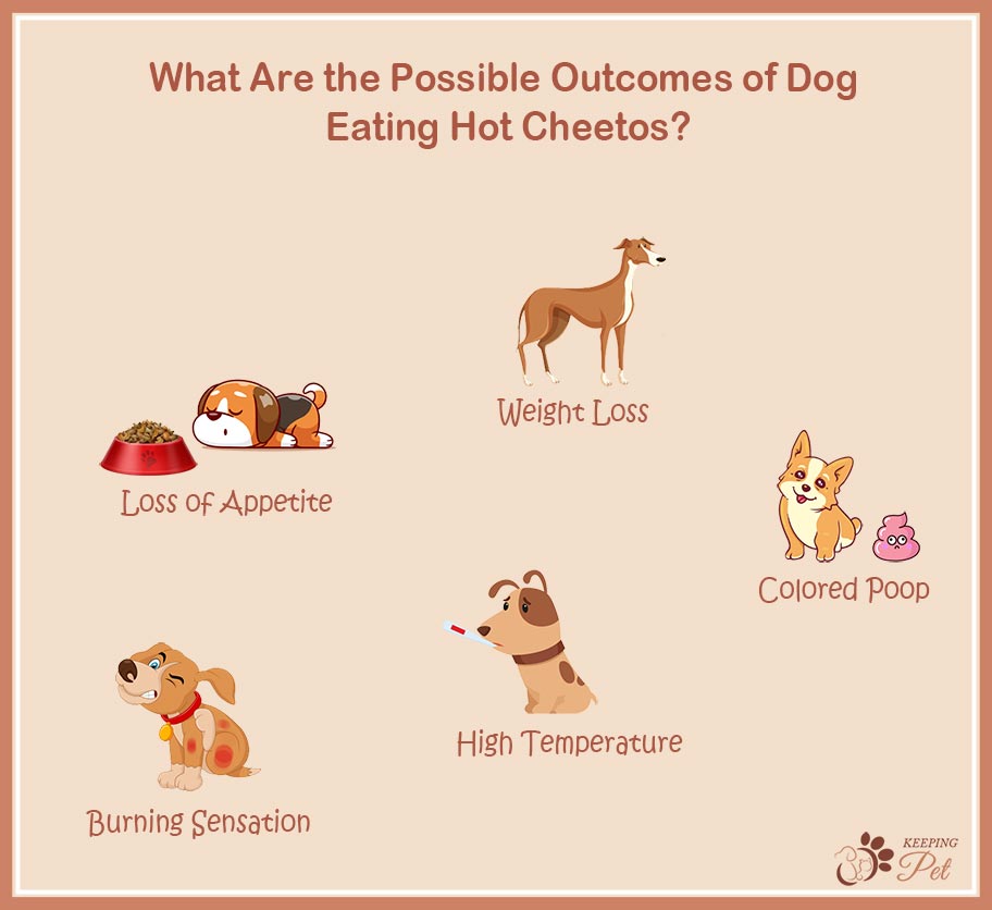 infograph showing possible outcomes of dog eating hot cheetos