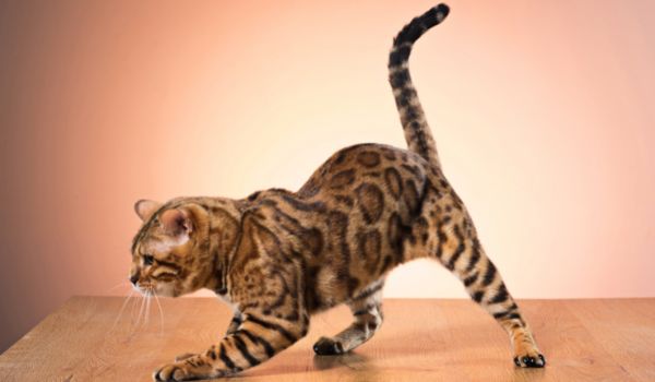 A Bengal cat standing on a wooden table poised to pounce on its prey