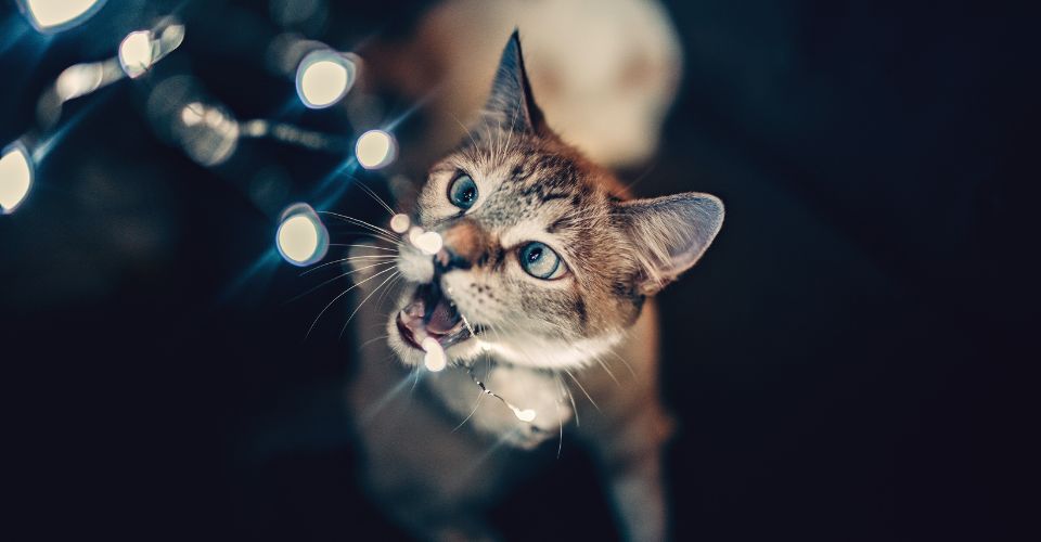 A blue-eyed tabby cat tries to bite a string of fairy lights