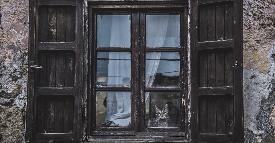 A domestic tabby cat is sitting by an old window