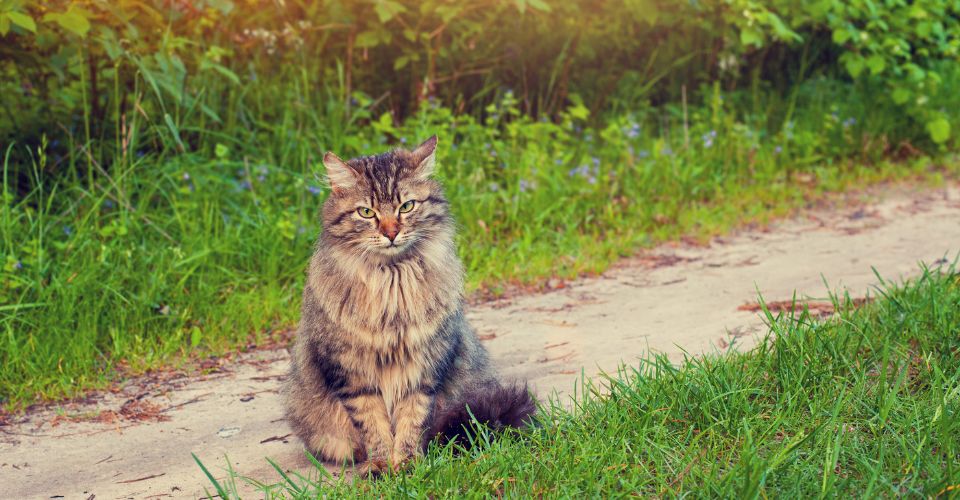 A grey Siberian cat is sitting on a concrete track in a park, looking at the camera