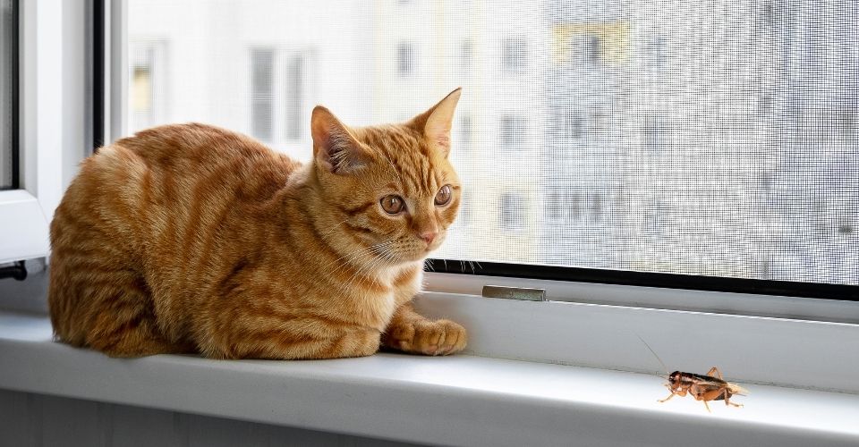 A grey cat sitting beside a window keenly looking at a cricket