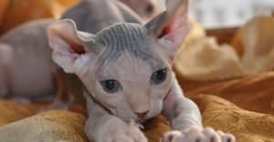 An elf kitten is playing with its owners