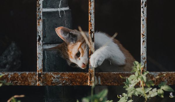 An orange-white cat tries to bite a rusted metal bar the outdoors