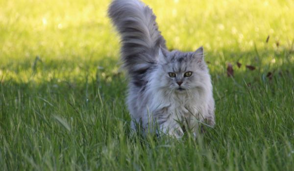 Asian Semi-longhair Cat on Grass looking towards the camera