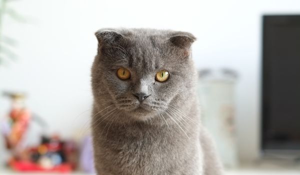 British Shorthair cat perched on top of a dining table covered by an ivory table cloth