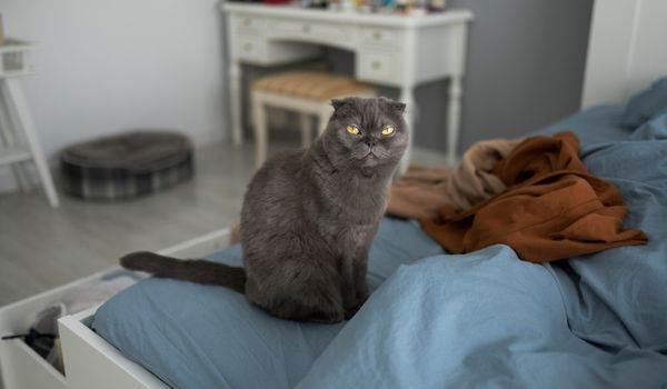 British Shorthair cat sitting on bed