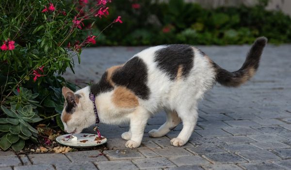 Calico Cat Licking Her Treat off a Small China Plate on a Cement Brick Lined Path
