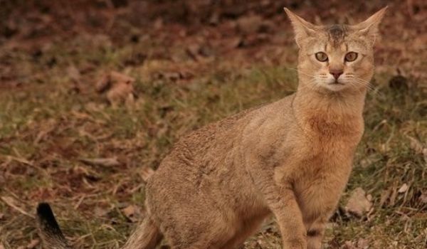 Chausie cat breed standing on a patch of grass with one leg raised