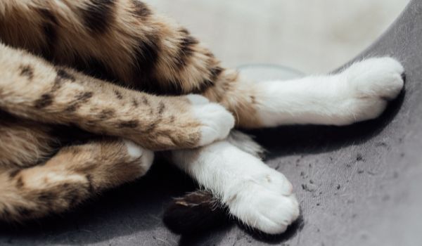 Claws and Feet of a Tabby Cat