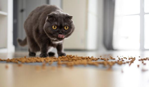 Cute cat eating food on the floor and staring at camera