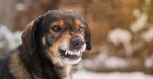 Dog Growling At Something in the Snow