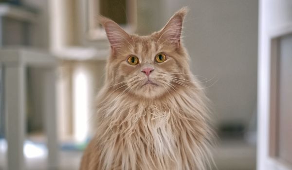 Fawn Maine Coon cat standing on a wooden floor in a room