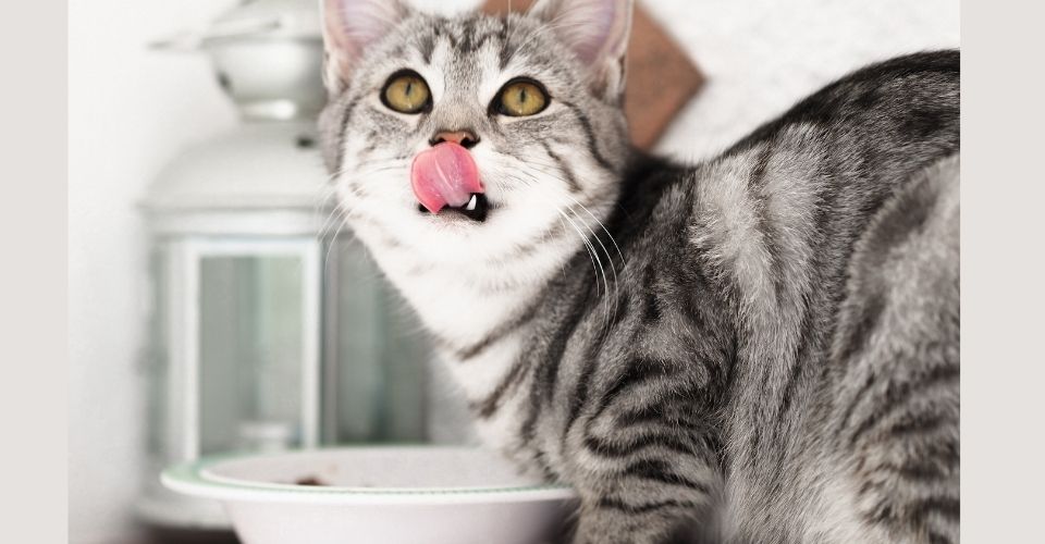 Grey Tabby Cat Looking Up Licking its Lips between Her Meal