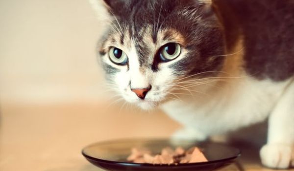Grey-White Cat Eating From a Tiny Plate