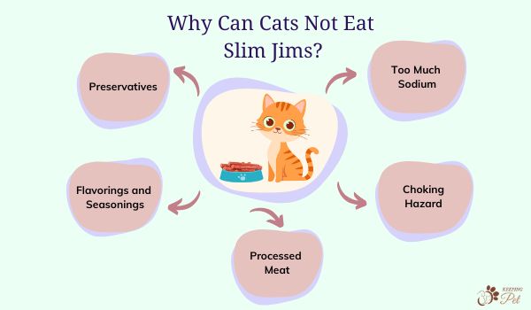 Infographic listing why can cats not eat slim jims