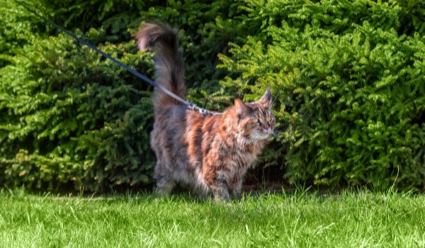 Maine coon cat walks on the green lawn on a sunny day