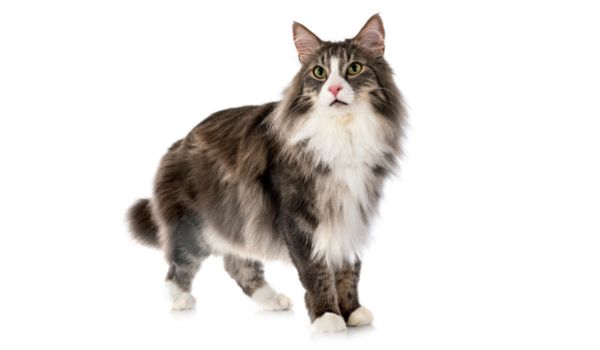 Norwegian Forest cat with white background