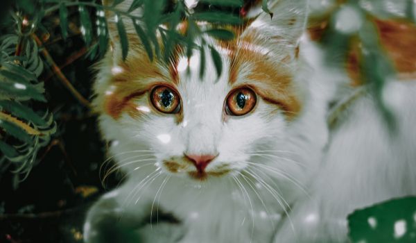 Orange-White-Cat-with-Bright-Orange-Eyes-Sitting-on-the-Ground-under-the-Shade-of-Greenery-Staring-at-the-Camera