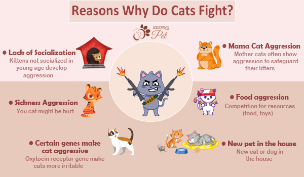 infographic listing reasons why do cats fight