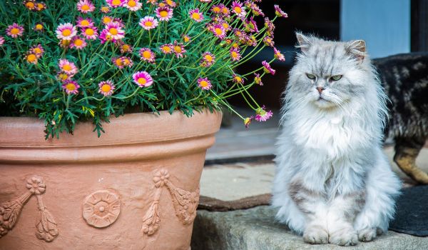 Silver-grey White Tabby Persian cat sitting next to flowers potted in an earthen pot