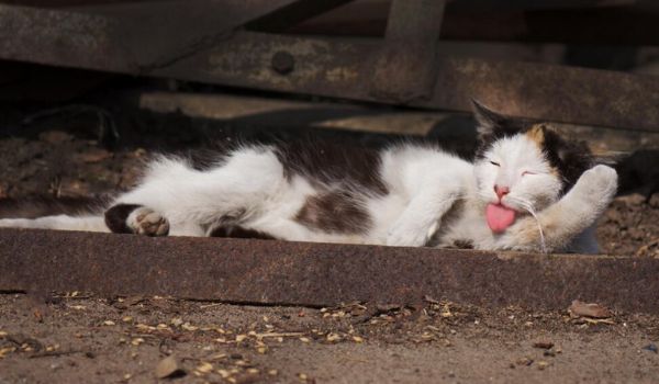 Stray cat lying on ground with its tongue sticking out