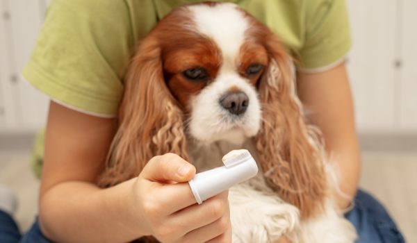 The owner’s hand holding a toothbrush with toothpaste for the dog, Cavalier King Charles Spaniel
