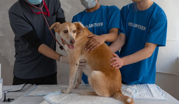 Two Volunteers Assist a Vet to Examine a Brown Dog Sitting on the Table