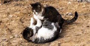 Two black and white cats play and fight on the sand in the yard