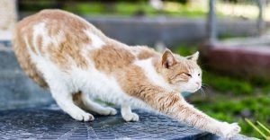 White and orange cat pushing her paws on the floor