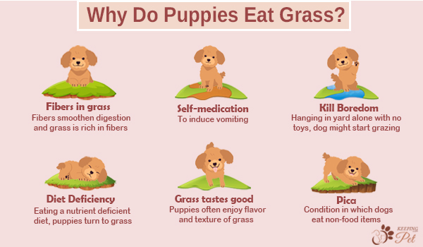 Infographic listing reasons why do puppies eat grass
