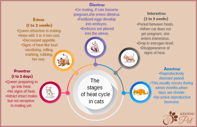 infographic of Stages of a Cat Heat Cycle