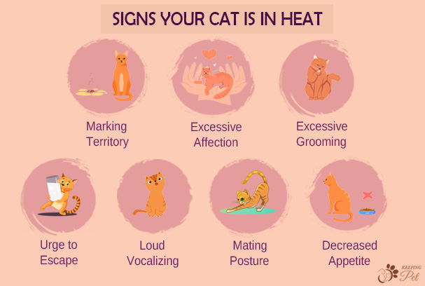 infograph of Signs your cat is in heat