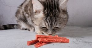 grey tabby cat sniffing slim jims