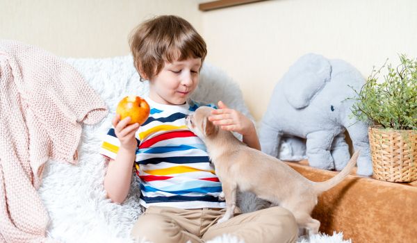 chihuahua dog licking boy eating apple sitting on a bed