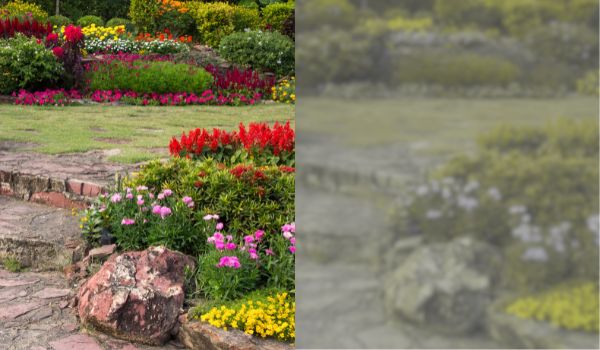 image showing how a flowery garden looks through human eye vs a dog eyes