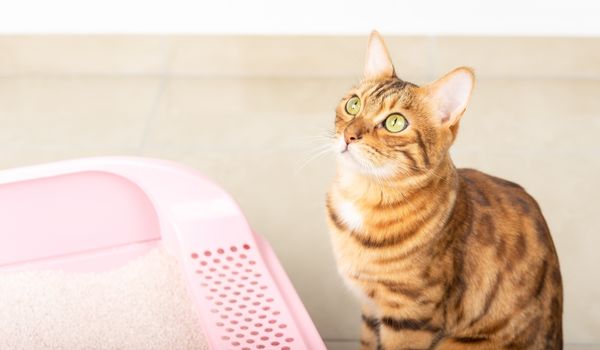 A Bengal Cat Innocently Looks Up, Sitting Beside a Pink Cat Litter Box