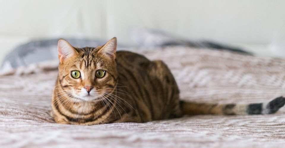 A Bengal cat sitting on the bed. Her facial expressions show as if she is guilty of committing something bad.