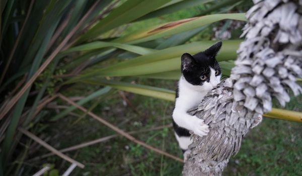 A Black and White Kitten Climbs Up a Palm Tree
