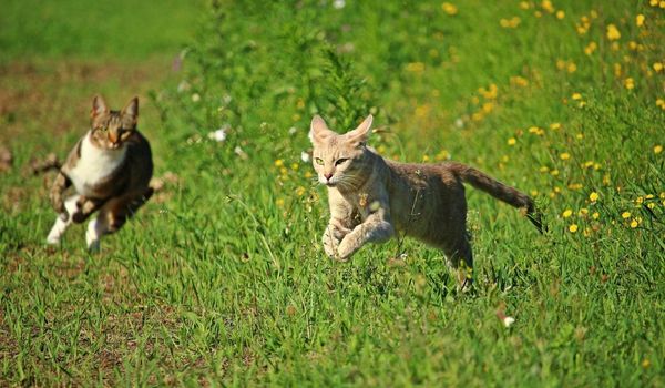 A Fawn and a Grey Tabby Cat Run in a Green Field Seemingly in Active Pursuit of Something