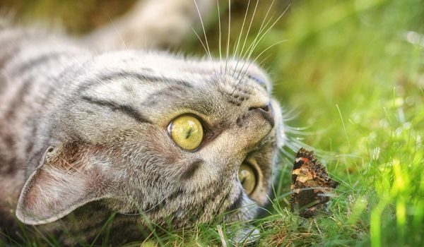 A Grey Tabby Cat Lies Upside Down on a Patch of Grass Closely Observing a Butterfly Nearby