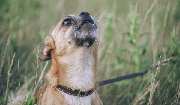 A Leashed Chihuahua Howling While Sitting in Long Grass