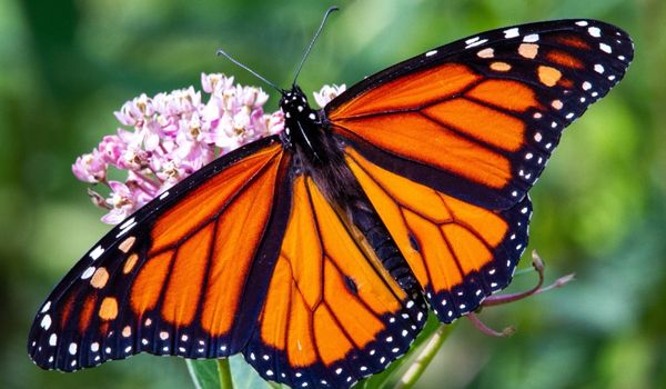 A Monarch Butterfly Sitting on a Milkweed Flower