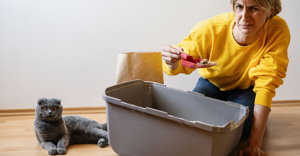 A Woman Cleans the Cat Litter Box as a Scottish Fold is Lying Nearby